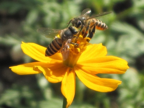 [Bee3[5].jpg]