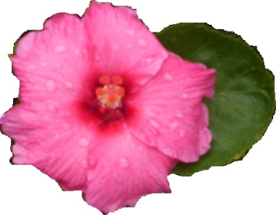 Pink Hibiscus a