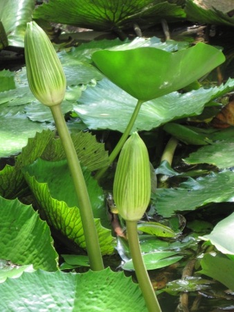 [Lotus2[4].jpg]