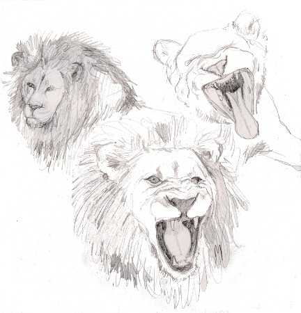 [24-Feb-2011---Lions17.jpg]