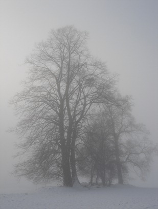 Linden im Nebel