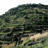 – The green hills of Corniglia – The green hills of Corniglia