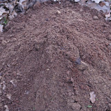 DSC03009.JPG