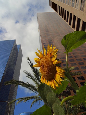 [los-angeles-skyscrapers[3].jpg]