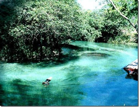 Bonito