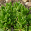 Yellow Ice Plant