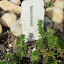 Sedum Tschernokolevii