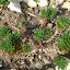 Wormleaf Stonecrop