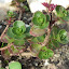 Sedum Spurium Carneum