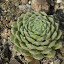 Sempervivum Adelheid