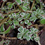 Sedum Tricolor