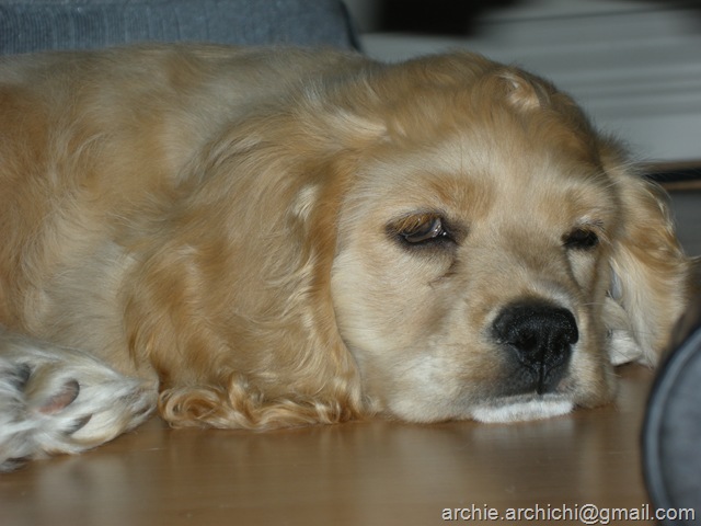 [Puppy!Q 048[5].jpg]