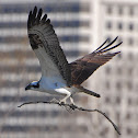 Osprey