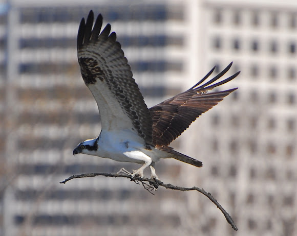 Spotting Image 1
