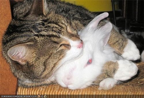 [a-cat-hug-a-bunny-19504-1241619416-10-1[7].jpg]