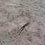 Daddy has fun with frogs on beach at cottage, vacation day 3. &ndash; 02-Aug-2010