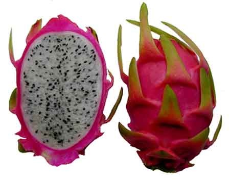 [09_dragon_fruit[4].jpg]