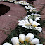 Sotol flowers on the church at Cerocahui.jpg
