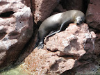 Sea lions at rest