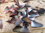 Shark fins for export