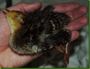 Canyons_Turkey_BabyBirds 026_800