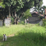 Pemandangan Alam Sekitar