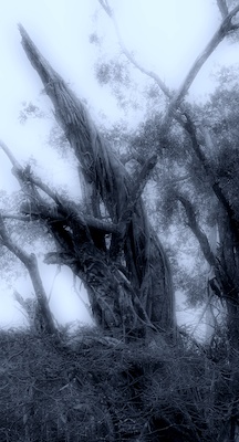fl_2010_001 - tree_funeral.jpg