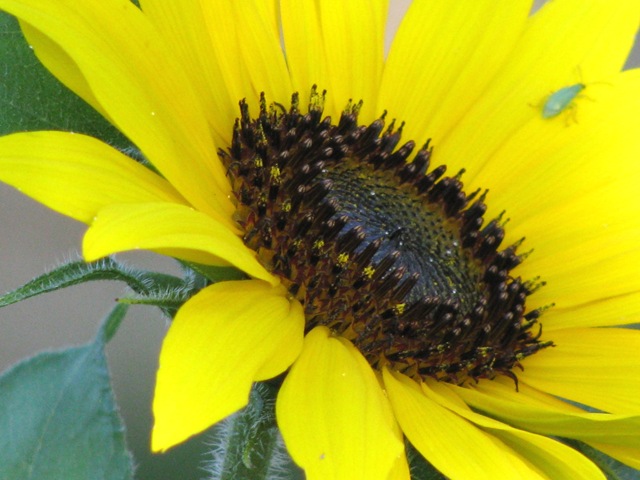 [Sunflower 010[3].jpg]