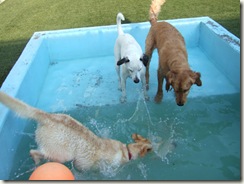 spud pool