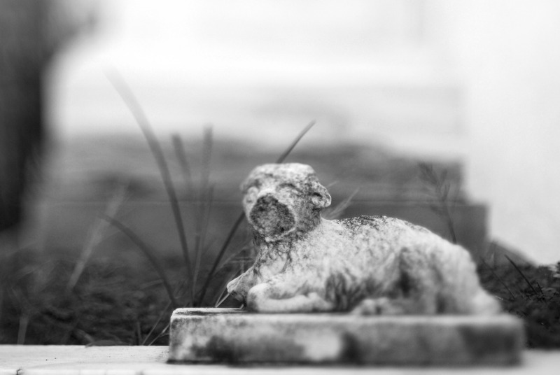 Hogget