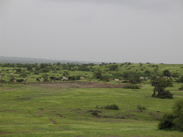 kutch_landscape1.jpg