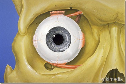 800px-Eye_orbit_anatomy_anterior2