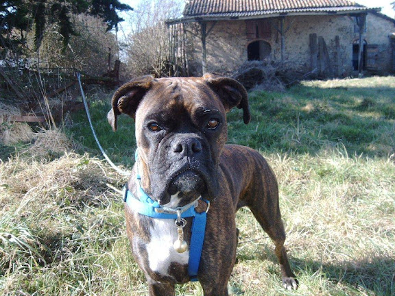 boxer charente maritime