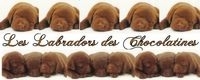 labrador des charente maritime