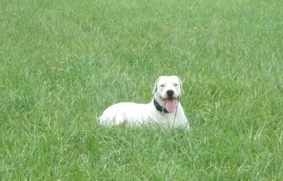 dogue argentin maritime