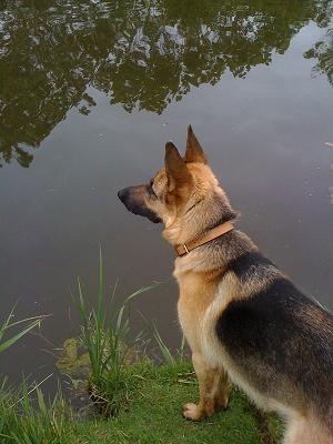 berger allemand charente maritime