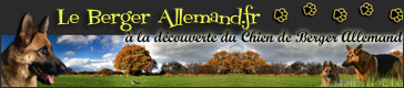 dressage berger allemand