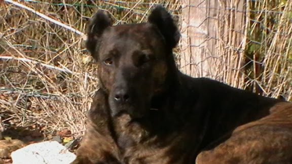 chien qui mange ses crottes