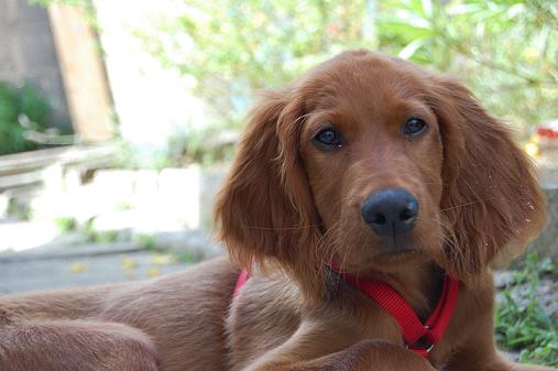 setter irlandais charente 17