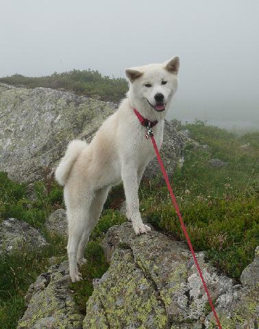 psychologie chien 17