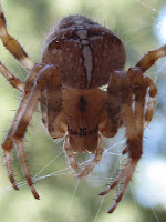 spider4.jpg