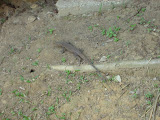 STP60640.JPG