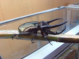 STP60709.JPG
