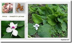 clip_image002