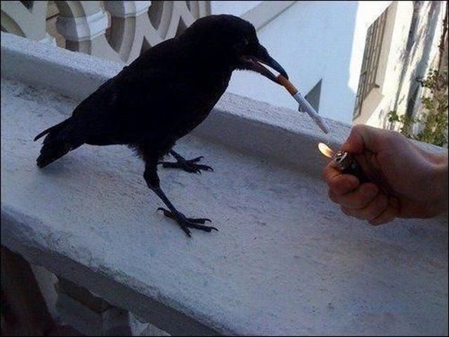 [crow try to use cigarate[3].jpg]