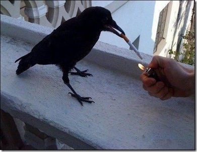 crow try to use cigarate