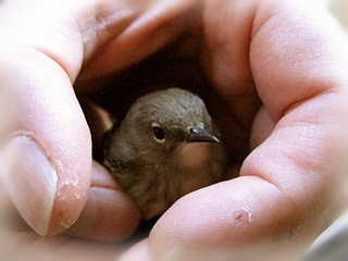 [birdie in the hand 2[15].jpg]