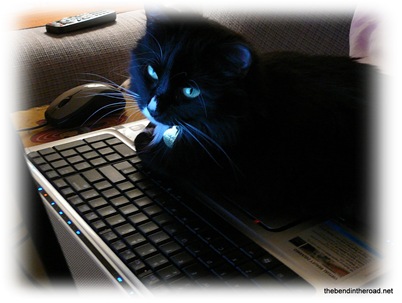 My Kitty Blogger-1