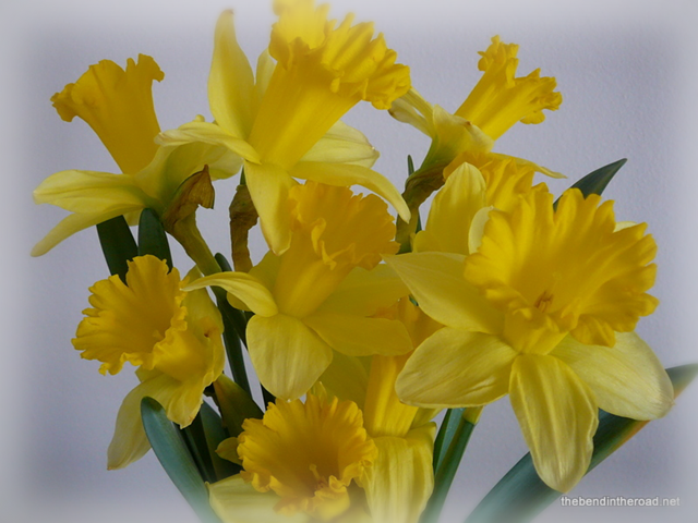 [My Sweet Girl's Daffies 2[4].png]