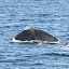  &ndash; © Camilla Ilmoni/Arctic Whale Tours